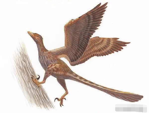 发现并命名的恐龙一共有8种,它们分别是:肋空鸟龙,掠食龙,沟椎龙,古齿