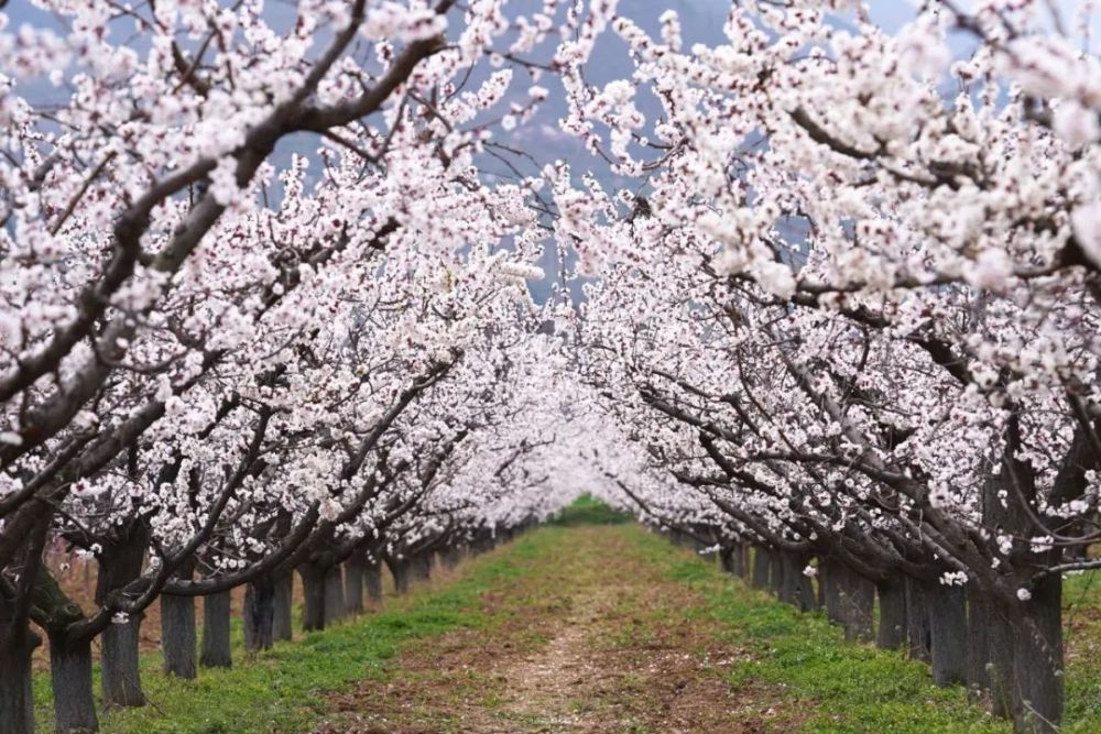 石井街道蔡家坡村……千亩杏林鄠邑区蒋村街道郝家寨村,甘峪口村吹进