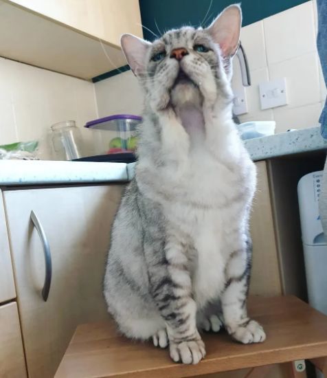 被嫌弃像60岁的"垮脸猫",却在好兄弟的保护下重启了喵生