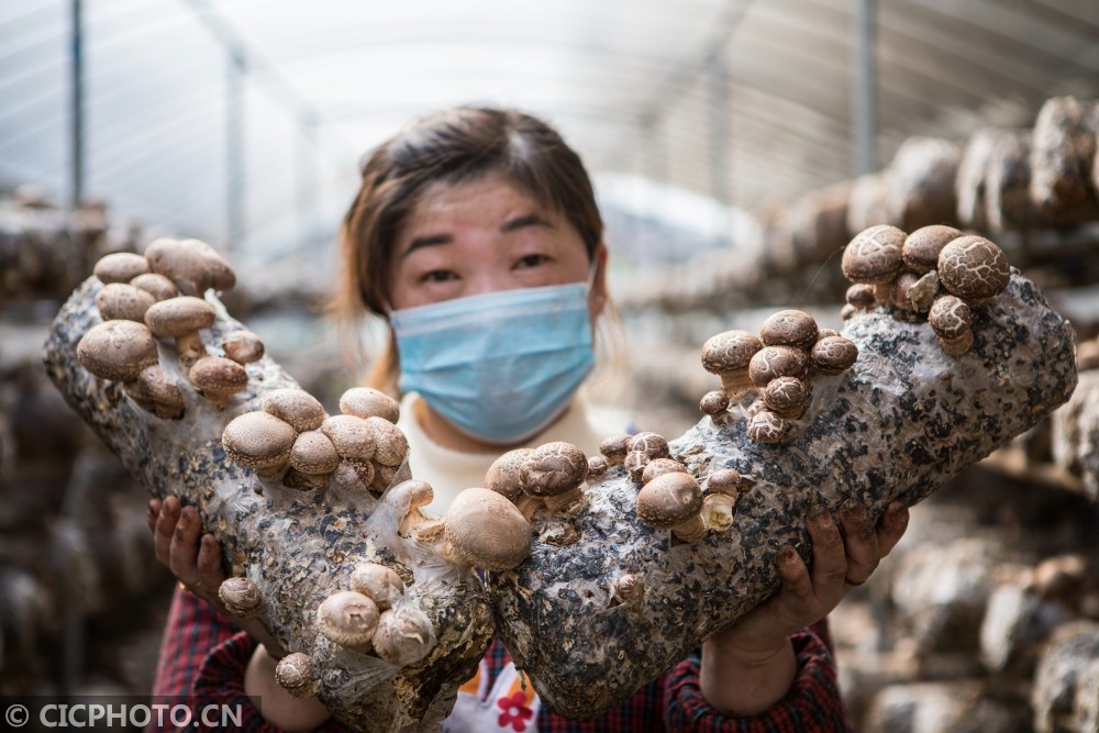 湖北竹山食用菌種植助增收