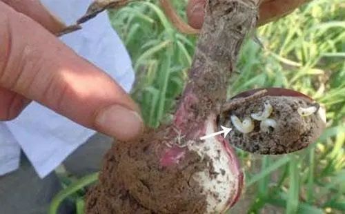 防治蒜蛆的特效药2小时死虫持效期长达60天