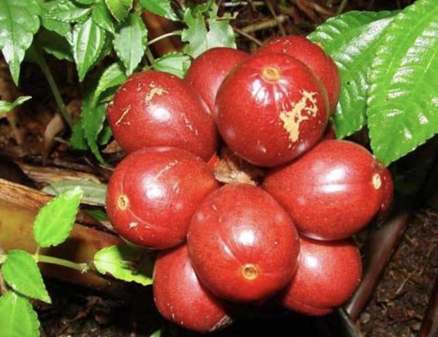 1种植物比"车前草"奇特,结出红果子,被称为"草果",珍贵!_腾讯新闻