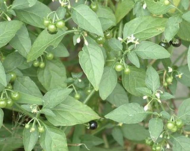 草地里,"1种野草"经常见,名称是"龙葵",果子独特,珍贵!