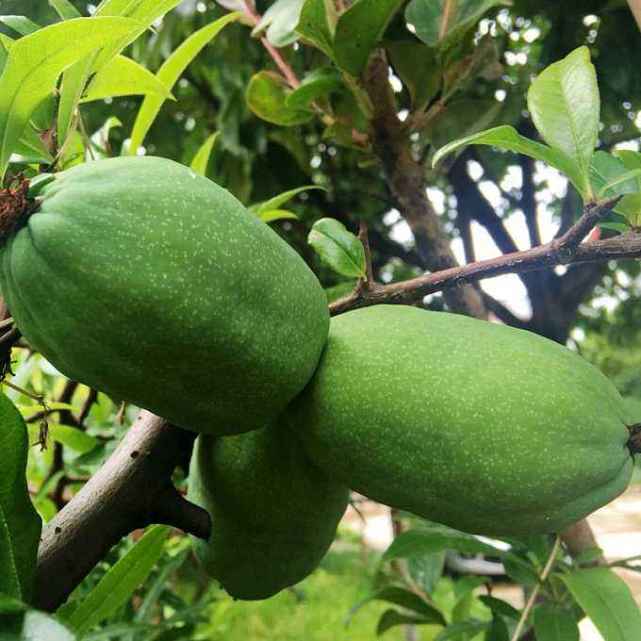 木瓜应该大家都不陌生,熟透的木瓜只有甜味,没有一点酸味,有的地方也