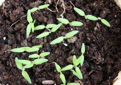 花盆选择大一点的,在辣椒种子发芽后,然后长出来三四片叶子就可以带根