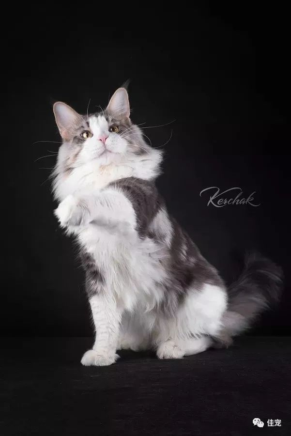 挑选一只缅因猫知识大全