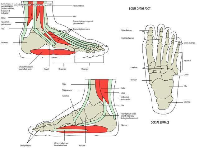 小鞋子大学问:帮宝宝买学步鞋得选对,这篇干货请爸爸妈妈收下