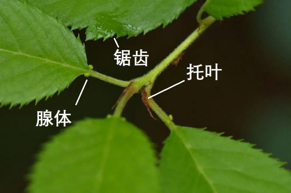 樱花的文化与科学多事东风入闺闼尽飘芳思委江城