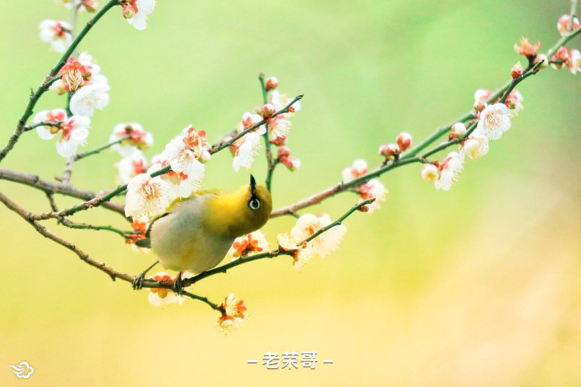 探春天 鸟语花香_腾讯新闻