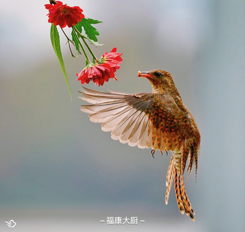 探春天 鸟语花香_腾讯新闻