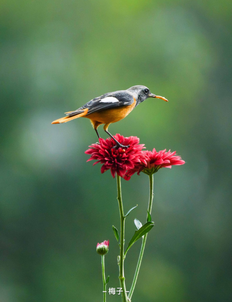 探春天 鸟语花香_腾讯新闻