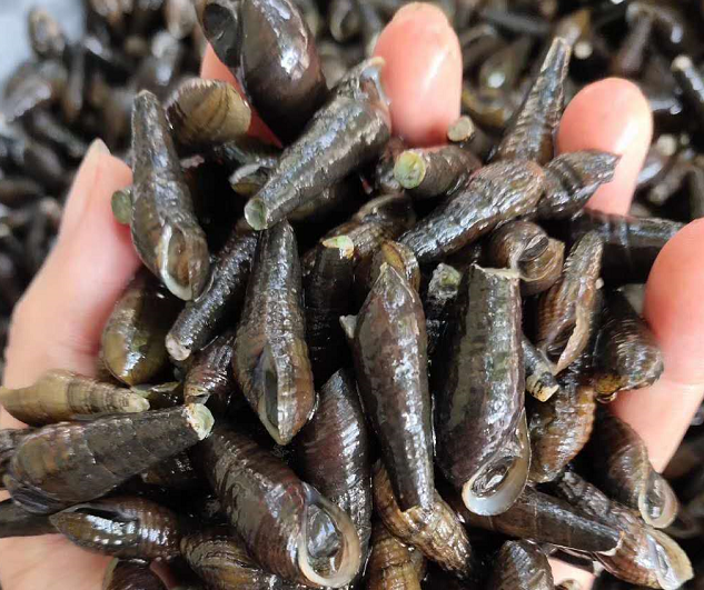 尖尾螺的做法这是小时候最爱吃的美食现在还是爱的你呢