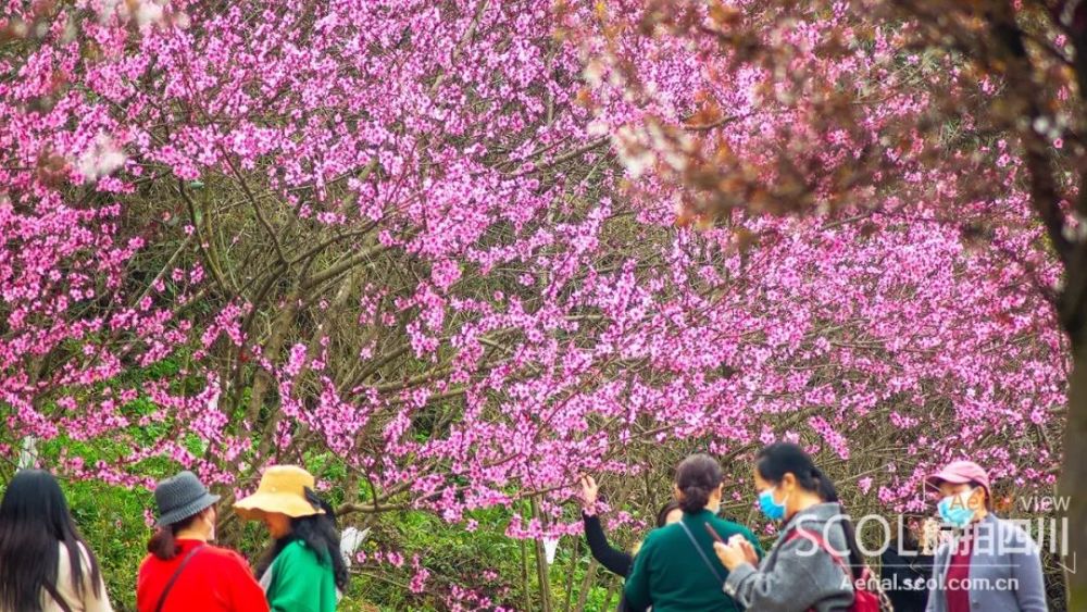 雲賞花這個春天一起瞰樂山花開似錦