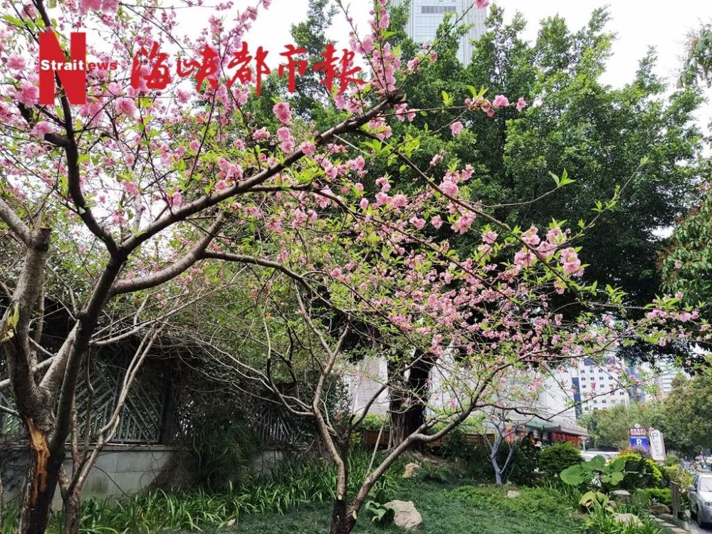 福州桃红柳绿,美翻了!