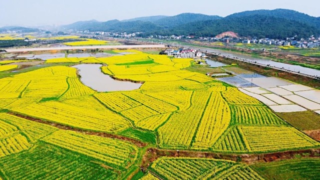 陽光正好春花盛放這個週末來含浦賞油菜花吧