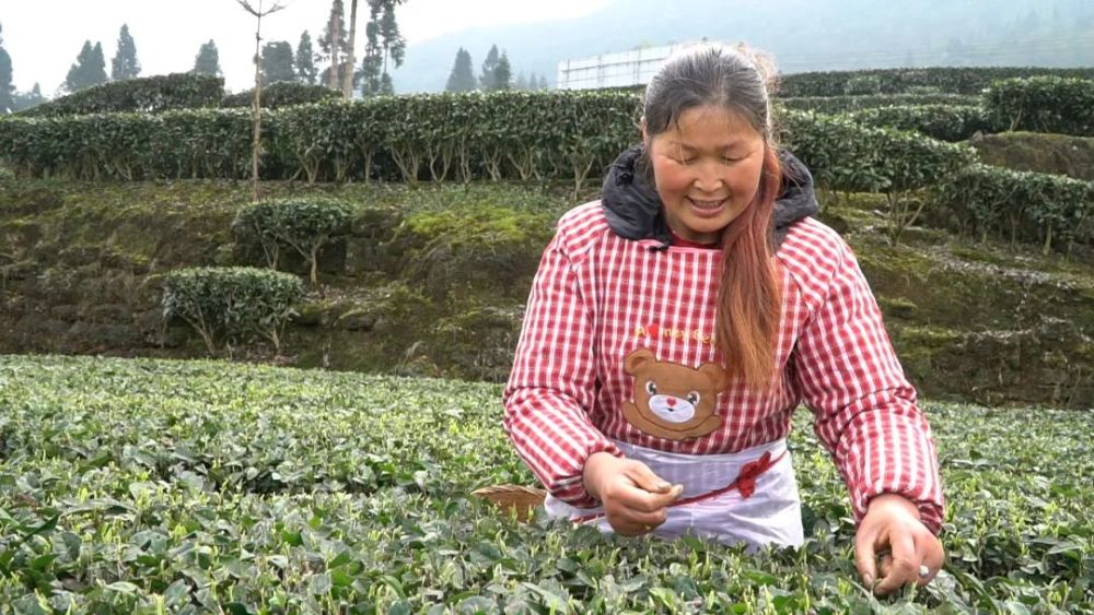 天全县始阳镇九十村:春茶好时节 茶农采摘忙