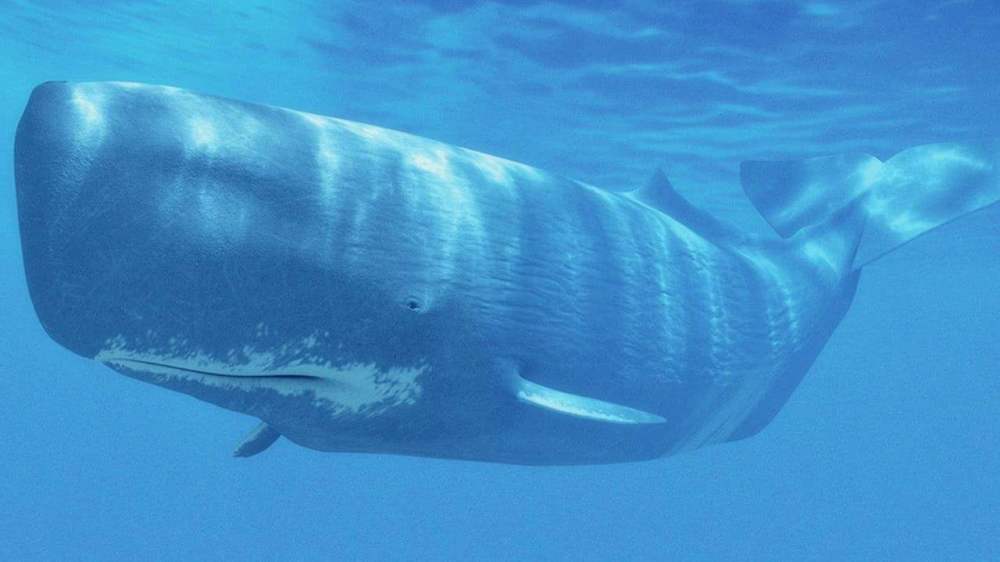 鲸鱼|被鲸鱼吞下肚后，人类活着的可能性有多大？