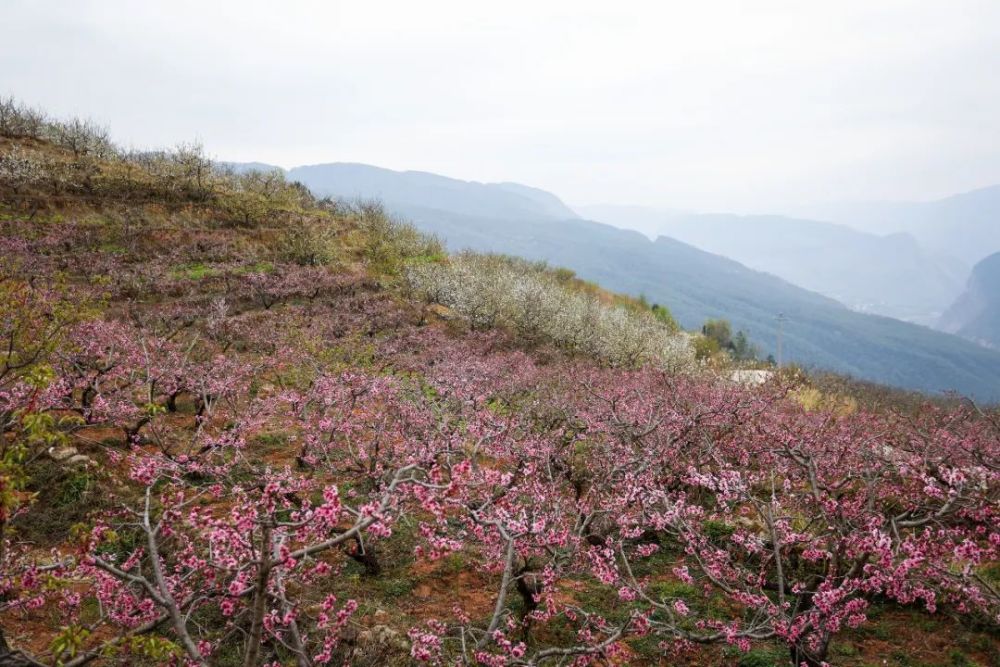 春光永不负春意闹枝头贵州这处桃花源太诗意了