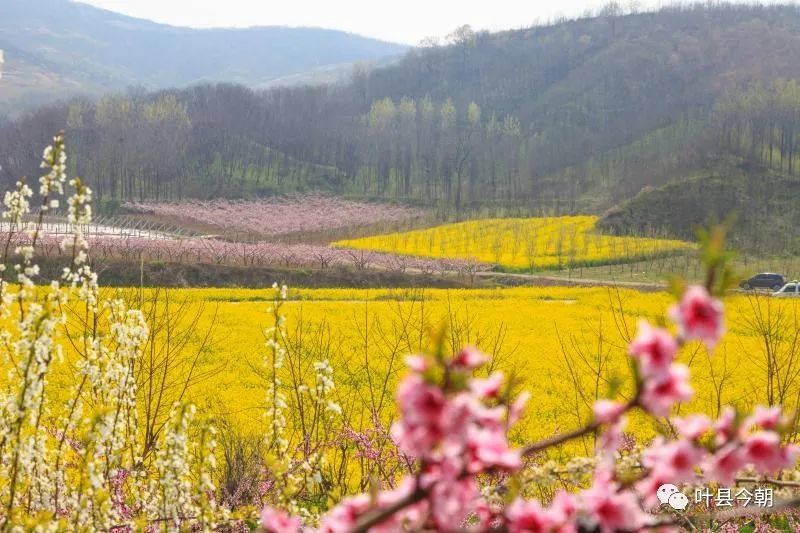 叶县第三届桃花节暨赏花季3月19日盛大开启 腾讯新闻