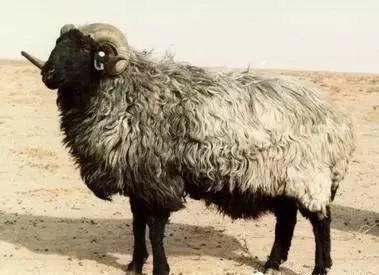 新疆人从小吃羊肉长大,也不一定知道新疆这种羊一只卖到1500万!