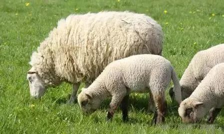 新疆人从小吃羊肉长大,也不一定知道新疆这种羊一只卖到1500万!