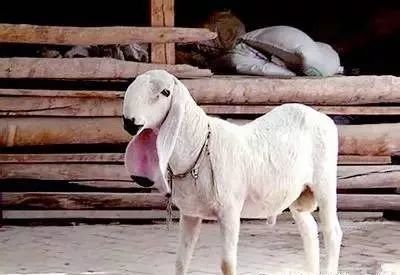 又叫麦盖提羊,健壮高大,毛色细密柔软,肉味鲜美,所以价格为一般绵羊的