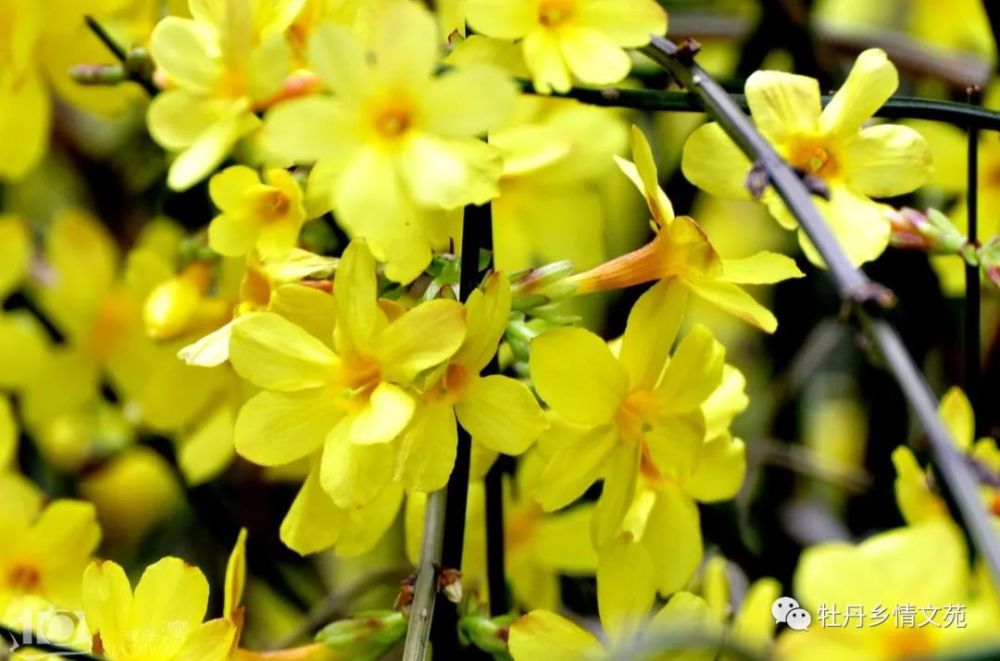 迎春花文圖尤九成