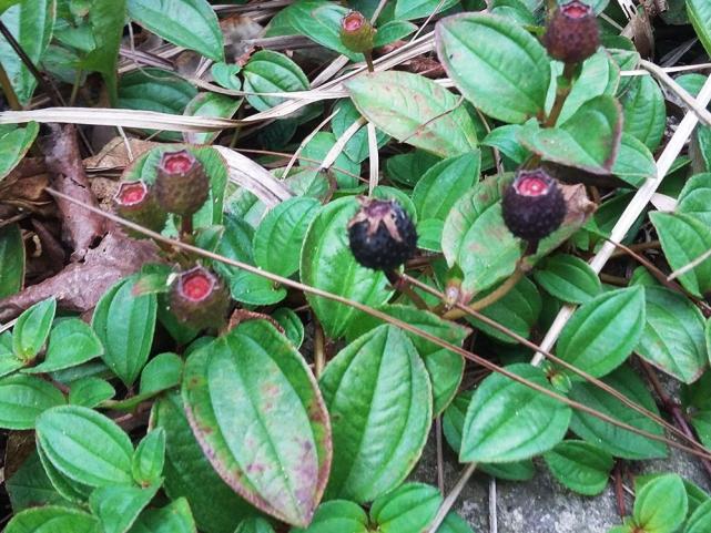 现如今,地稔常作为天然的补钙水果在市场上出售,不过由于目前地稔人工