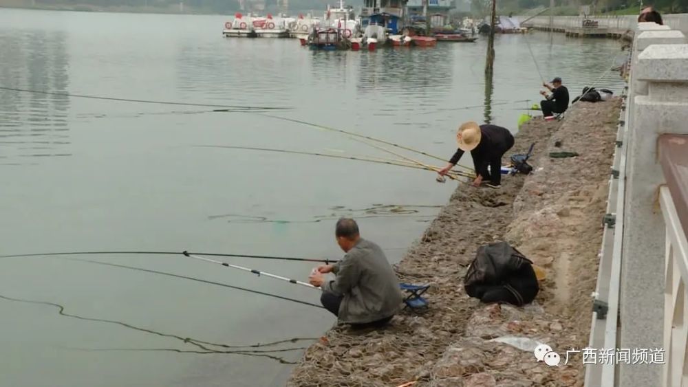 在南寧,風景宜人的邕江沿岸公園更是不少人釣魚的首選地,不過在邕江邊