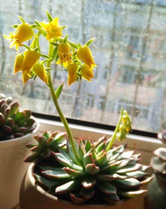 多肉开花要不要剪掉 处理方法有 3个 养出漂亮好状态 腾讯新闻