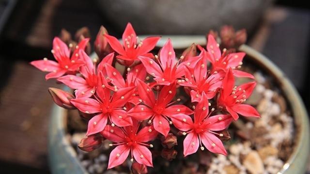 多肉开花要不要剪掉 处理方法有 3个 养出漂亮好状态 腾讯新闻