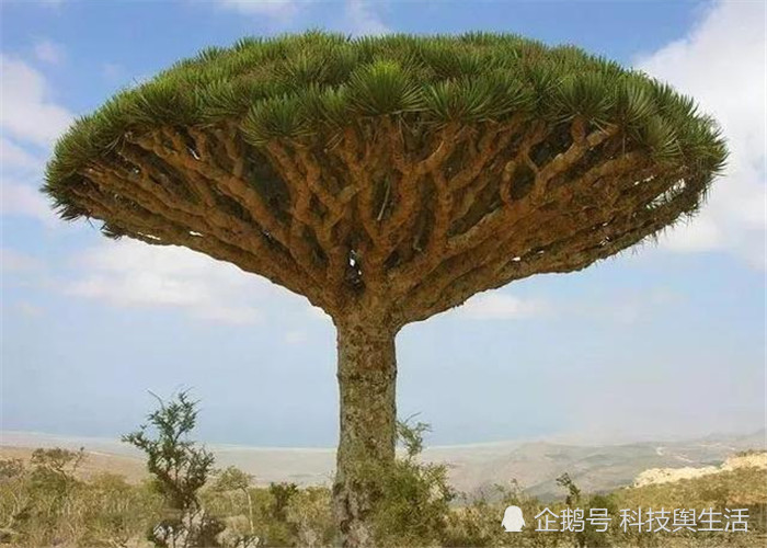 比钢铁还硬的树,地球上寥寥无几,未来或将造福人类!