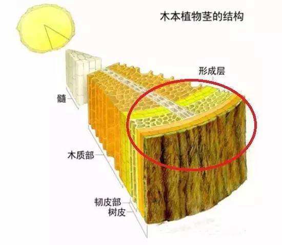 树年轮结构示意图图片