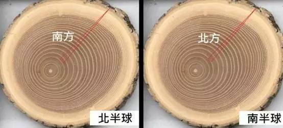 树木年轮的疏密与纬度有关吗为什么南疏北密