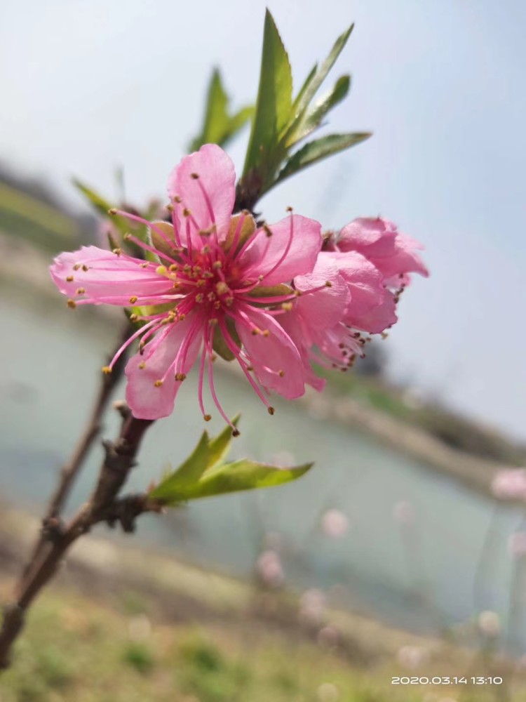 门口的花花草草都开满了后山腰,一整个春天的美景尽收眼底.