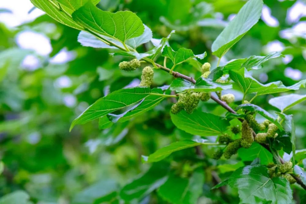 趁这季节适当吃点桑果素材来源:区融媒体中心编辑:黄家荣,刘樱洁责编