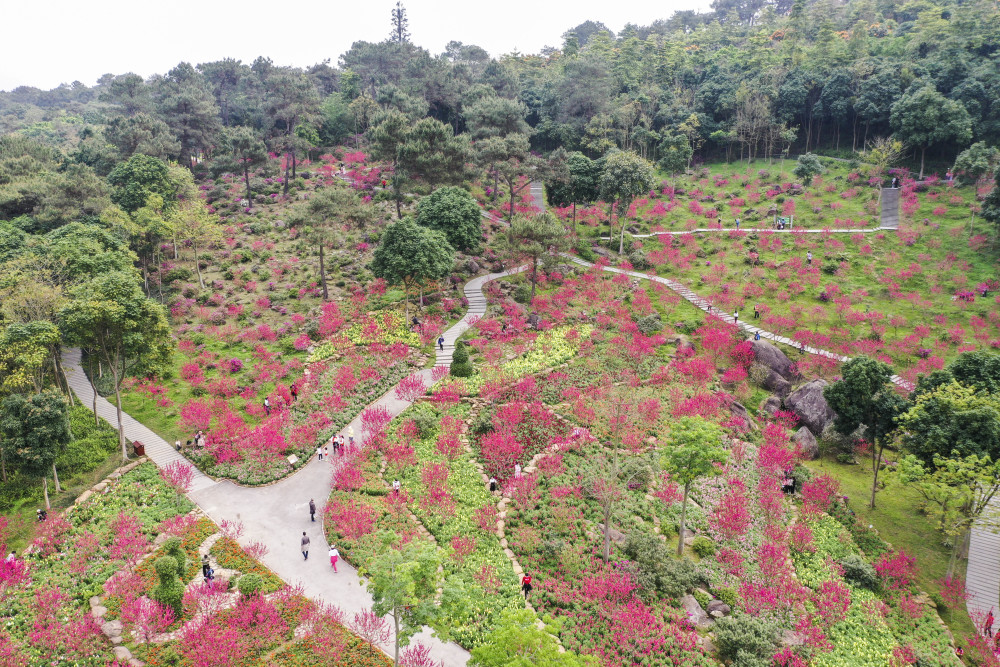 春到南国花满园 腾讯新闻