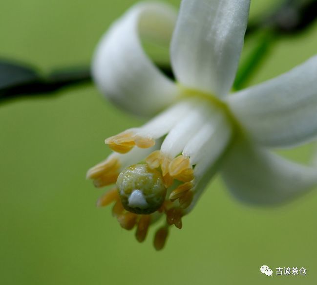 凤凰单丛茶界的小清新 柚花香 腾讯新闻