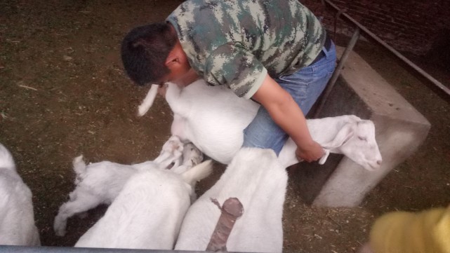 处理羊胀气最简单有效的治疗方法,实践中总结出来的,效果不错