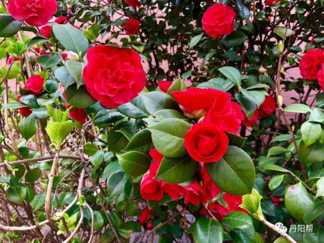 美哉丹阳的山茶花正值盛花期