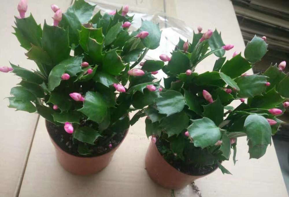 烂根|花草出现这种状态，可能是烂根了，抓紧换盆换土！