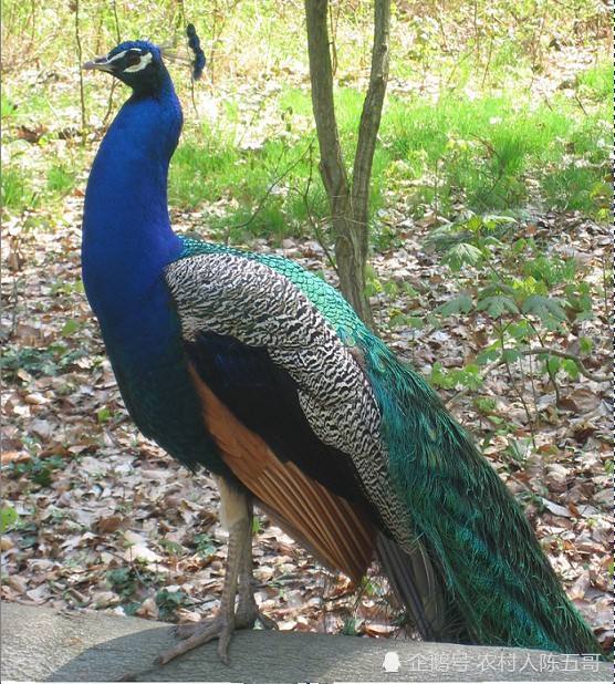 孔雀属杂食性动物饲养技术并不复杂但有一个品种禁止饲养