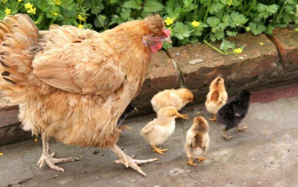 母鸡一旦学公鸡叫,就会被农民立刻杀掉,这是为什么?