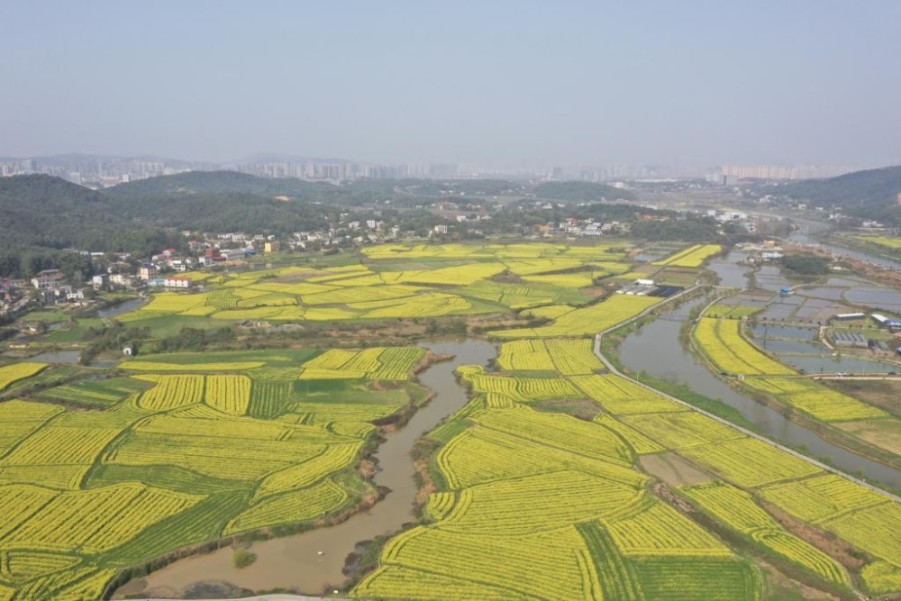 众多市民驱车前前往岳麓区含浦街道含泰社区观赏正在盛开的千亩油菜花