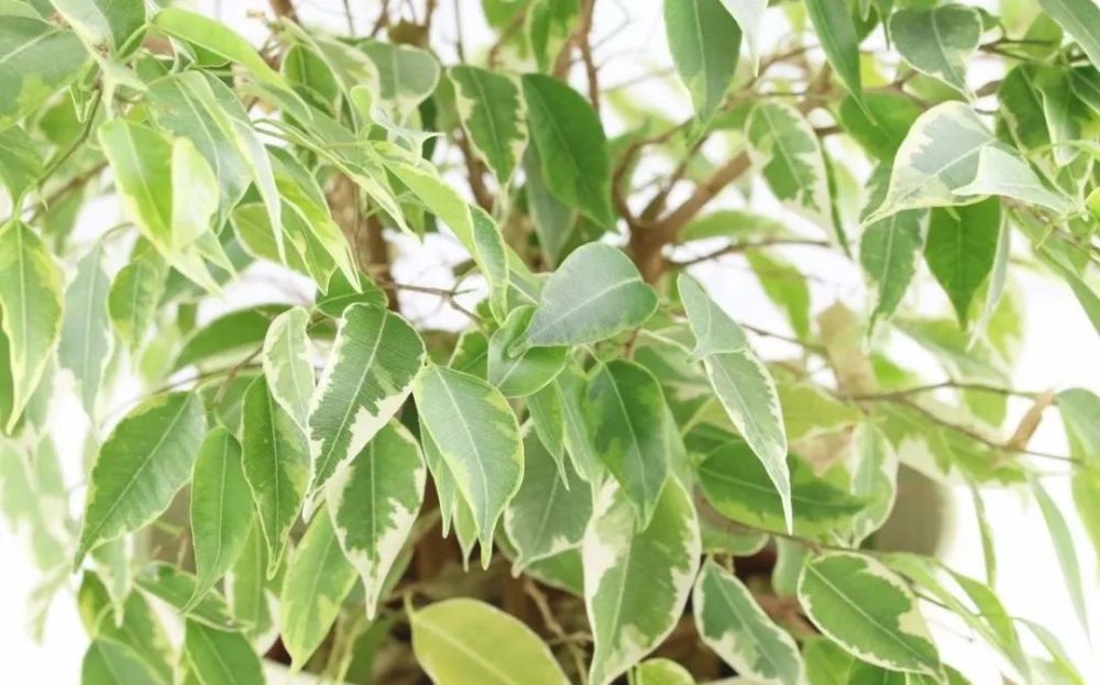 室内养的盆栽垂叶榕叶子老是发黄掉落,要怎么拯救呢?