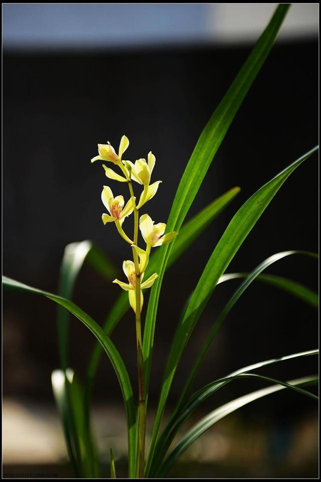 会发现这种液体有很强的香味,这也就是为什么兰花在开花的初期,味道