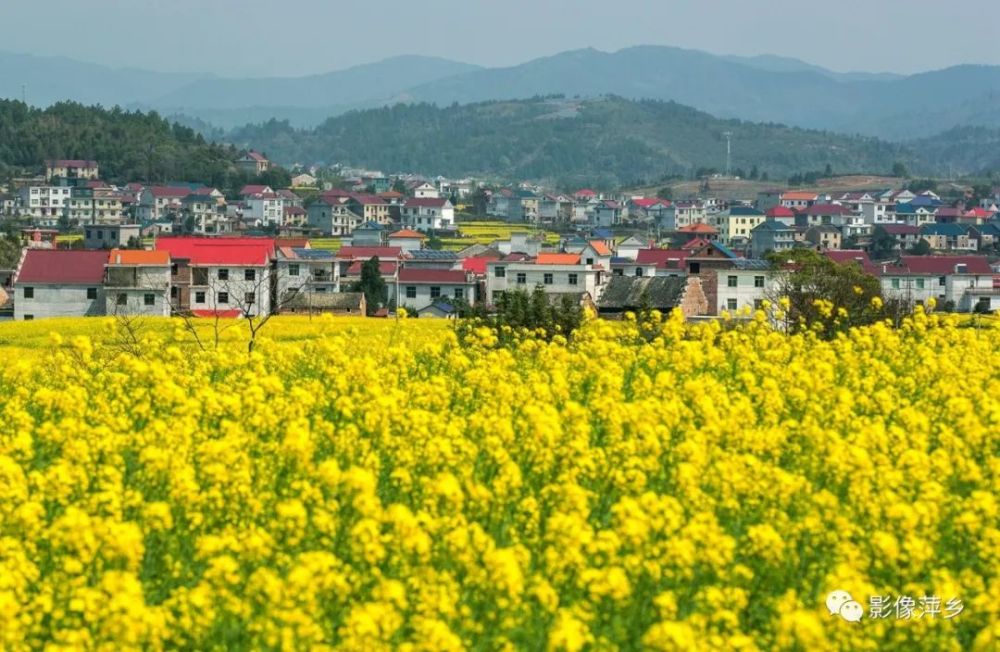 江西莲花 百里菜花香乡村景如画 腾讯新闻