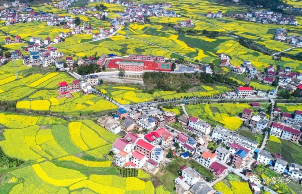 江西莲花 百里菜花香乡村景如画 腾讯新闻