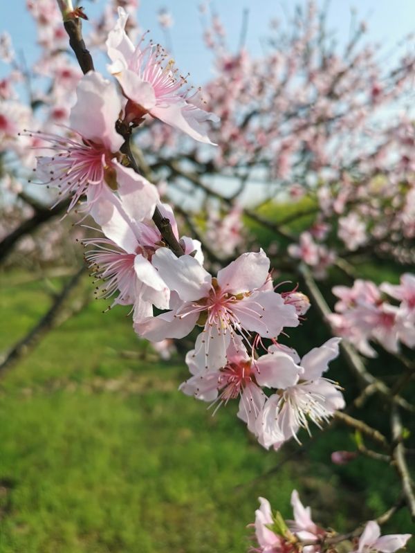 怀化舞水河阳春三月油菜花桃花竞相开放