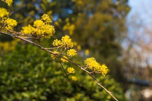 泉城公園的山茱萸開花了金燦燦的非常漂亮喜歡的可以去看看